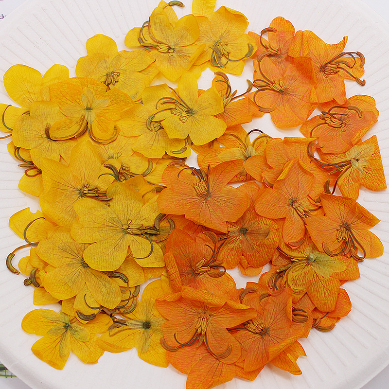 Dried Flower Bookmark - 60pcs Dried Pressed Yellow/Orange Cassia Flower
