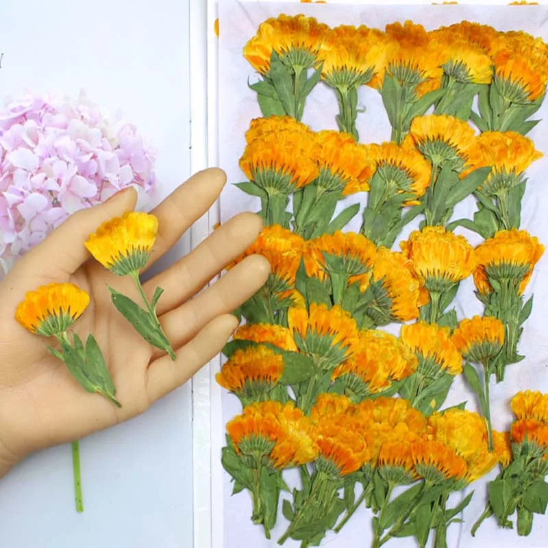60pcs 4-6cm Side Pressed Dried - Dried Flower Bookmark review and price