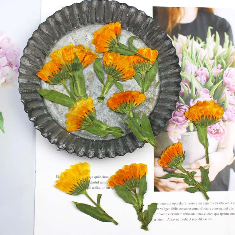 60pcs 4-6cm Side Pressed Dried - Dried Flower Bookmark review and price