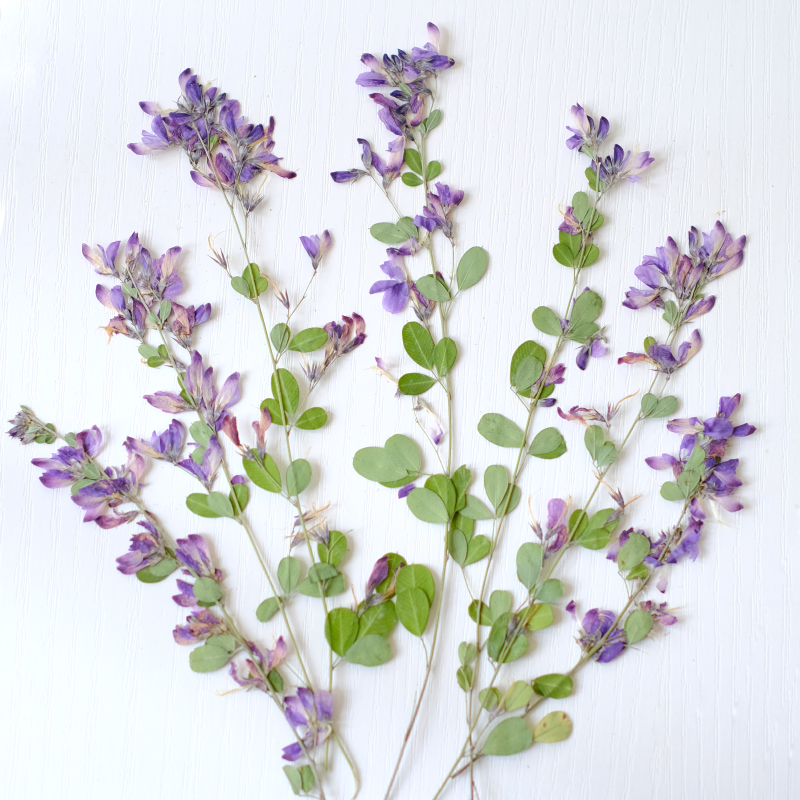 6pcs,nature Lespedeza Formosa  - Dried Flower Bookmark review and price