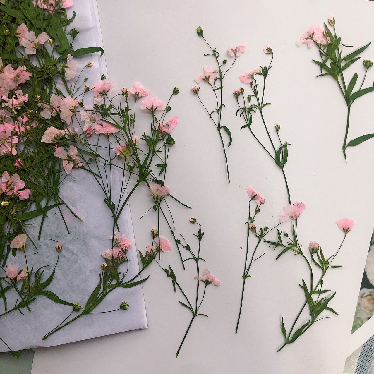 12pcs 5-6cm Dry Flower head Dr - Dried Flower Bookmark review and price