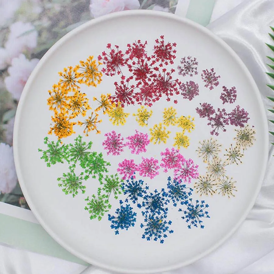 60pcs Pressed Dried 20-25mm Am - Dried Flower Bookmark review and price