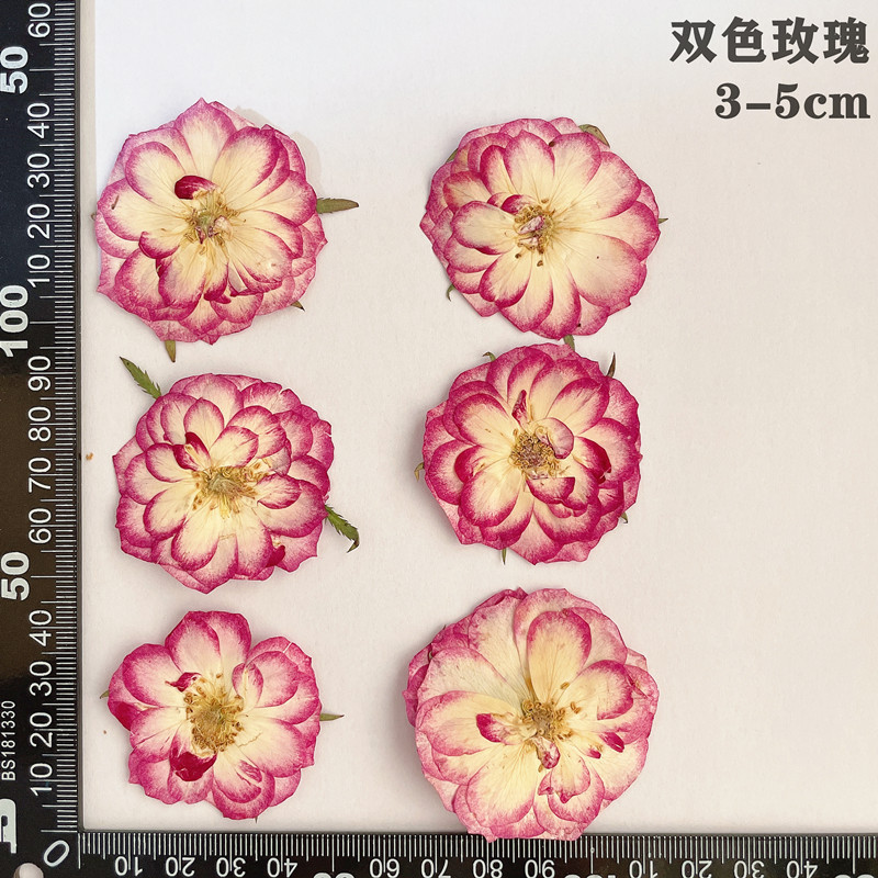 60pcs Pressed Dried Red Yellow - Dried Flower Bookmark review and price