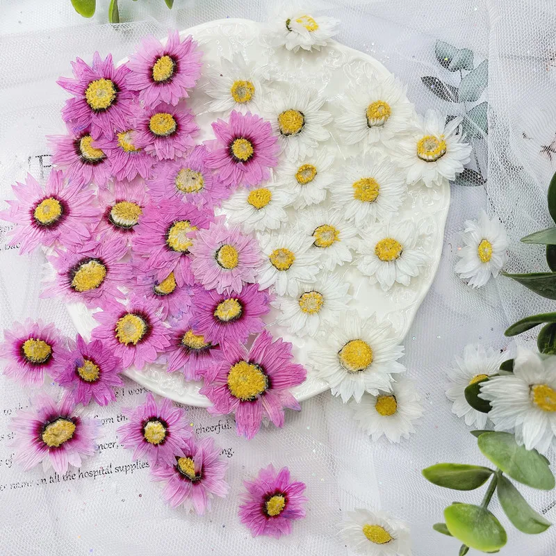 24pcs/2-4CM,Natural Pressed Fl - Dried Flower Bookmark review and price