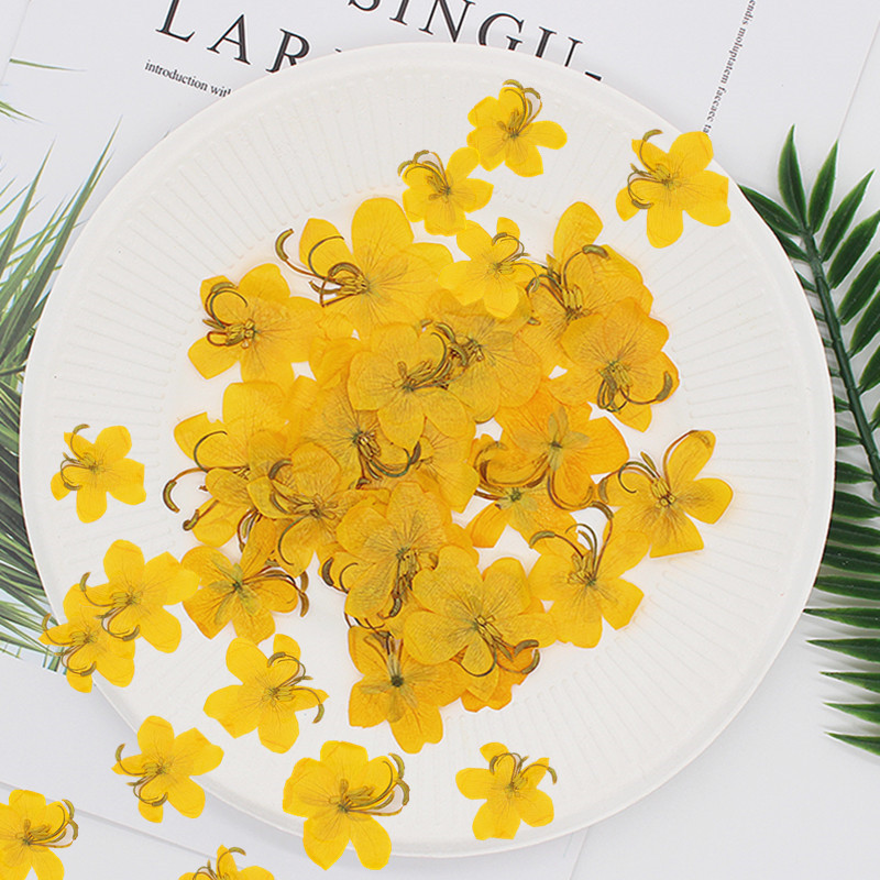 60pcs Dried Pressed Yellow/Ora - Dried Flower Bookmark review and price