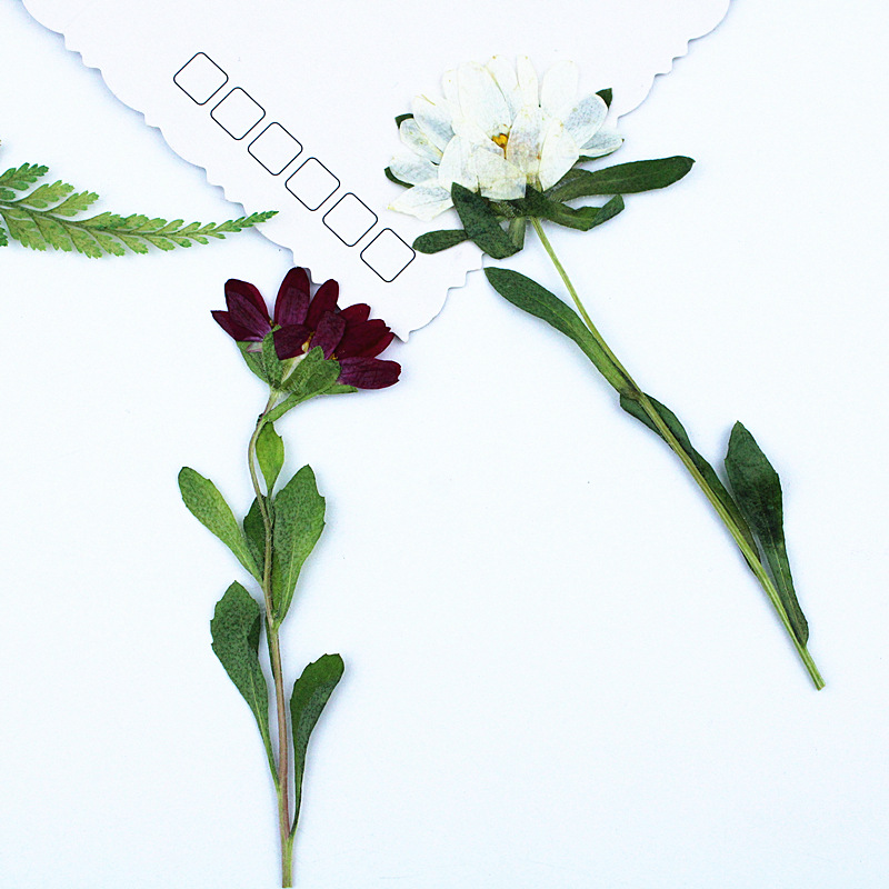 24pcs,Mini Chrysanthemum Press - Dried Flower Bookmark review and price