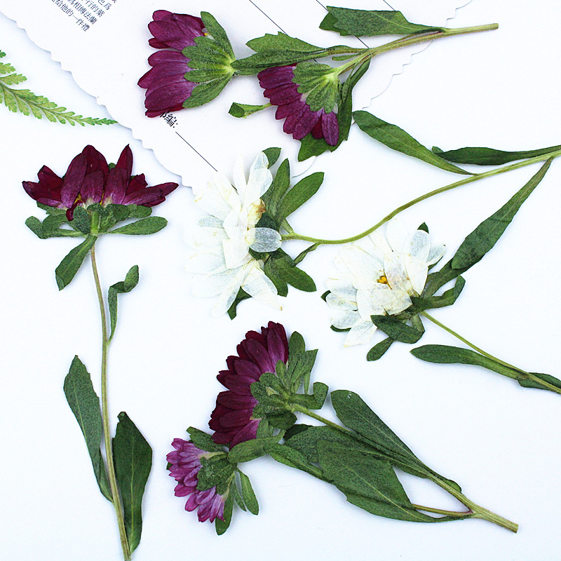 24pcs,Mini Chrysanthemum Press - Dried Flower Bookmark review and price